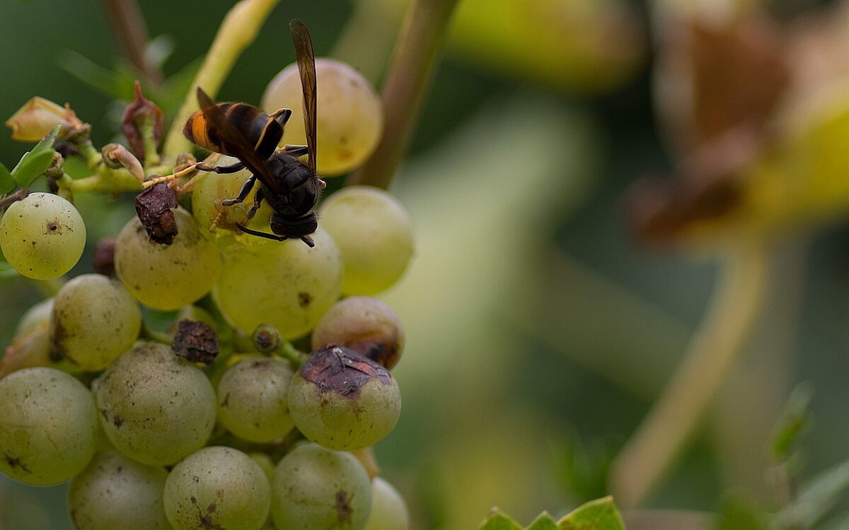 Symbolbild Asiatische Hornisse Symbolbild Asiatische Hornisse