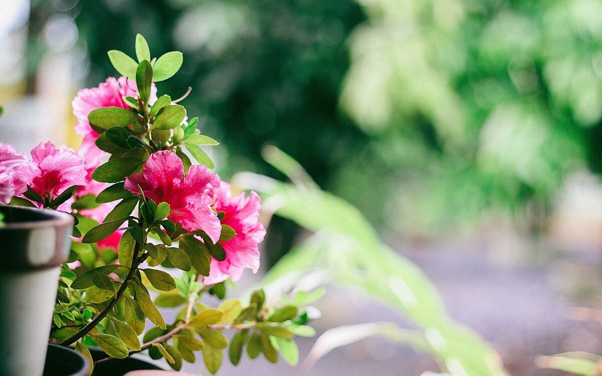 Symbolbild Balkon Dorf Blume Symbolbild Balkon Dorf Blume