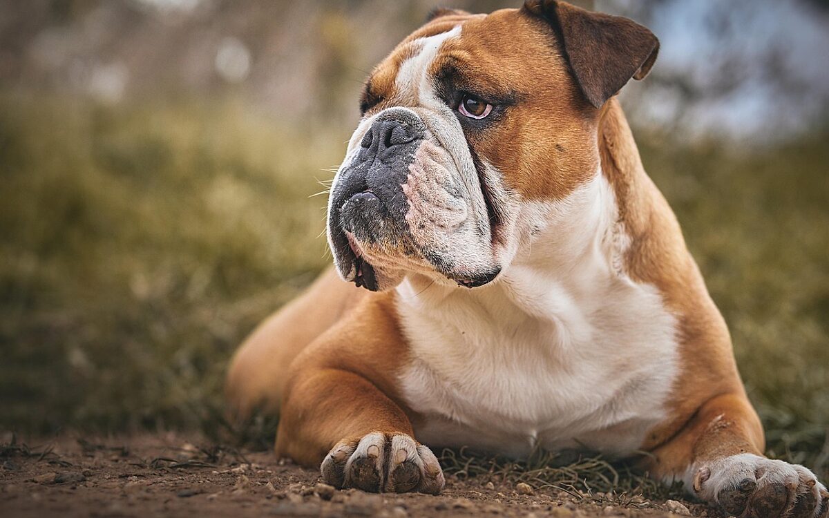 Symbolbild Bulldogge Symbolbild Bulldogge