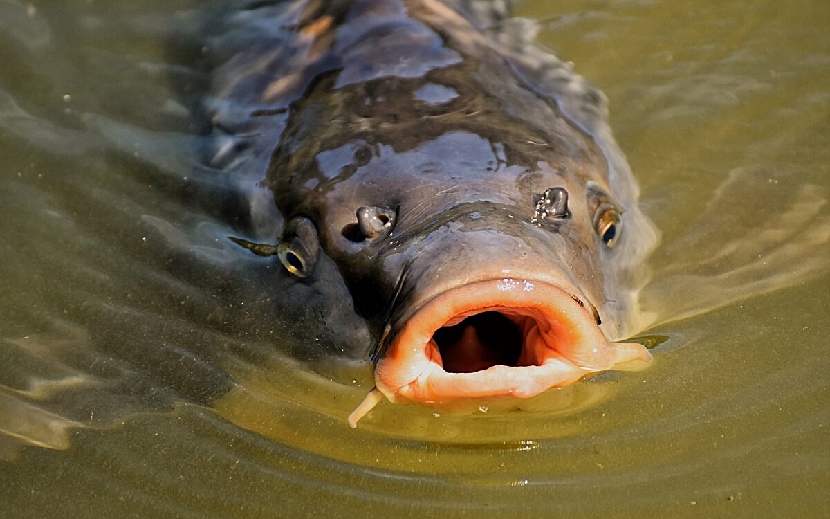 Symbolbild Fisch Karpfen Symbolbild Fisch Karpfen