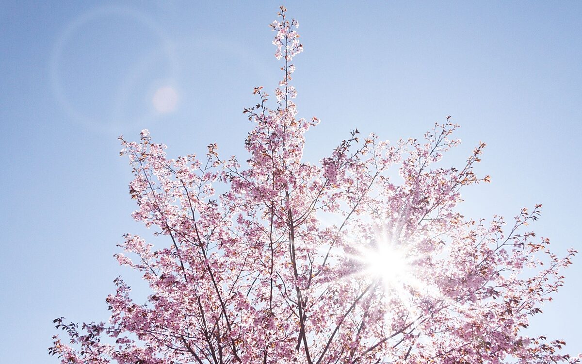 Symbolbild Fruehling Sonne Blueten Symbolbild Fruehling Sonne Blueten