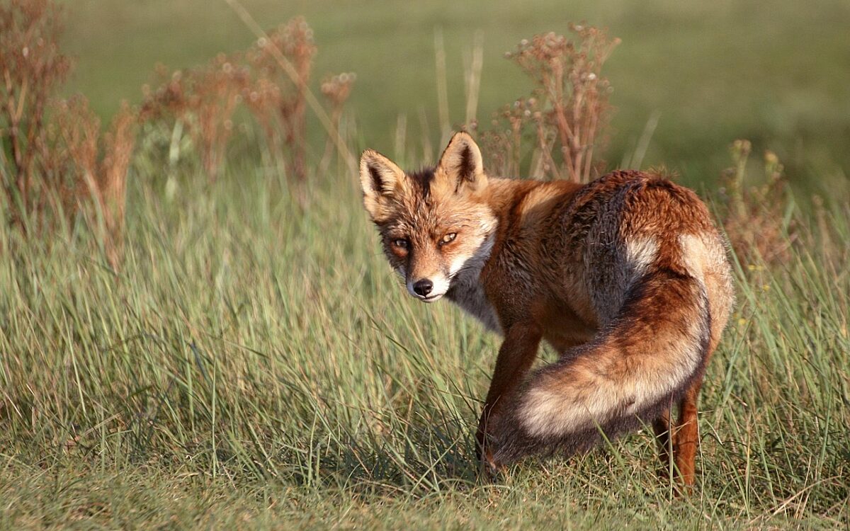 Symbolbild Fuchs Symbolbild Fuchs