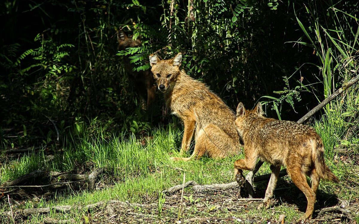 Symbolbild Goldschakal Symbolbild Goldschakal
