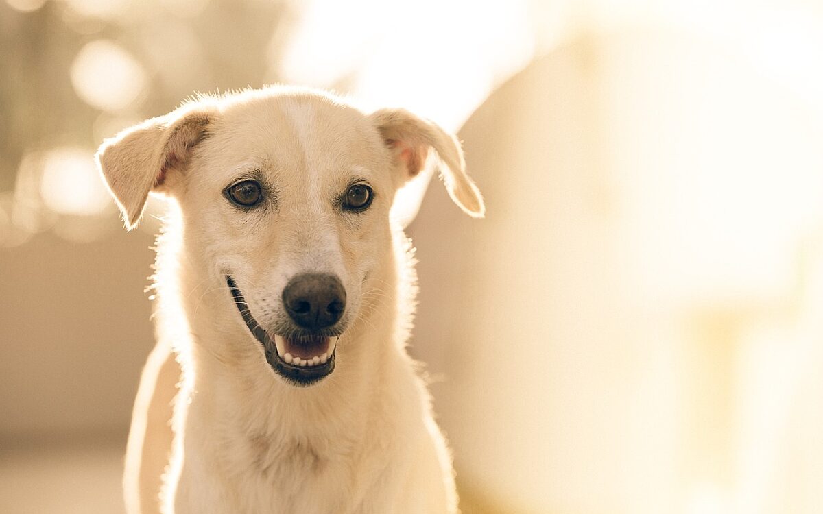 Symbolbild Hund Symbolbild Hund