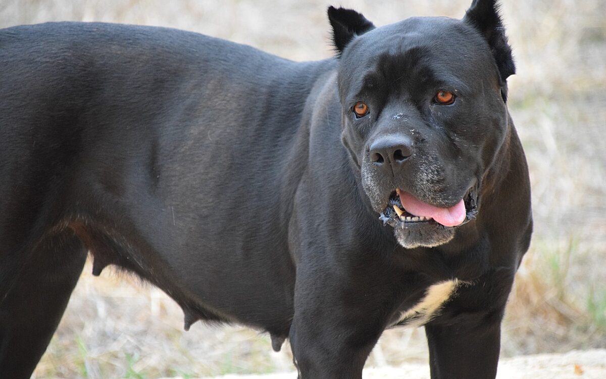 Symbolbild Kampfhund Hund Symbolbild Kampfhund Hund