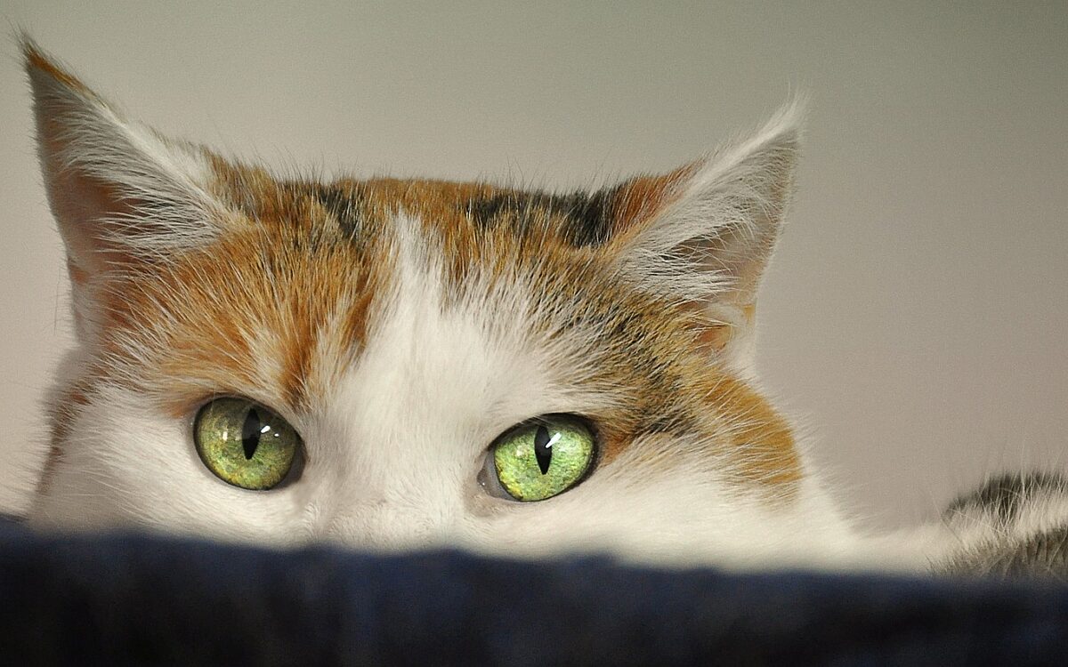 Symbolbild Katze Symbolbild Katze