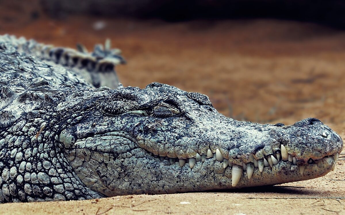 Symbolbild Krokodil Symbolbild Krokodil