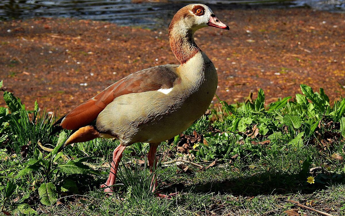 Symbolbild Nil Gans Symbolbild Nil Gans