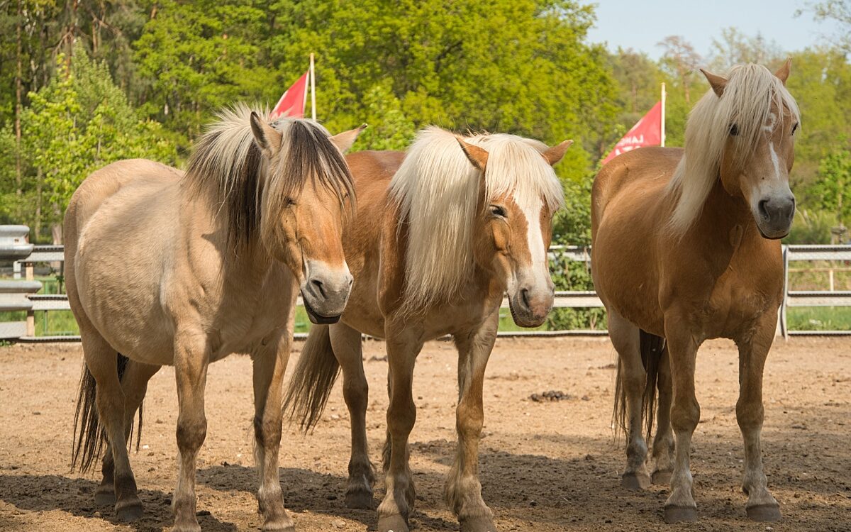 Symbolbild Pferde Symbolbild Pferde