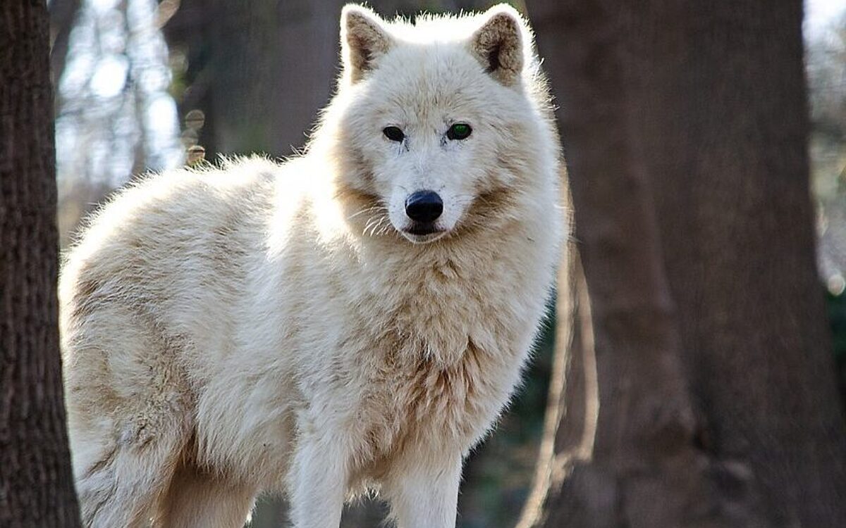 Symbolbild Polarwolf Symbolbild Polarwolf