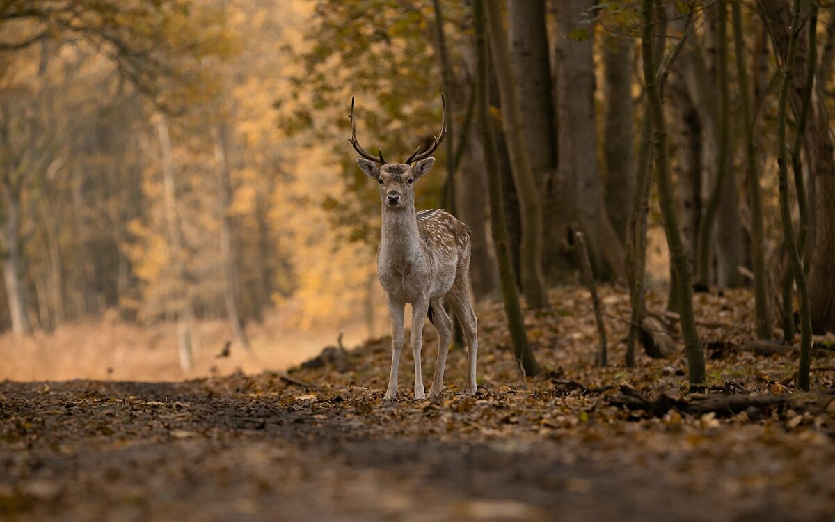 Symbolbild Reh Wildunfall Symbolbild Reh Wildunfall