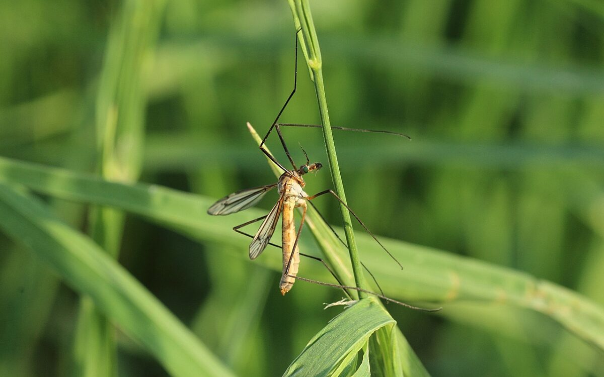 Symbolbild Schnake Symbolbild Schnake