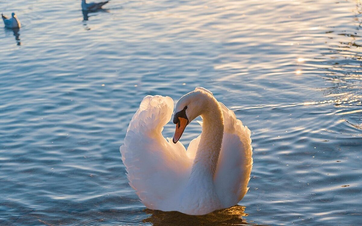 Symbolbild Schwan Symbolbild Schwan