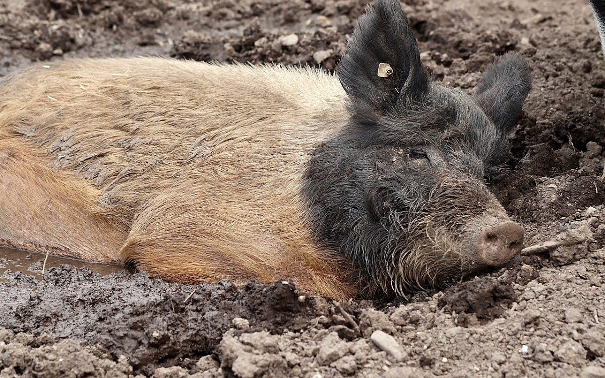 Symbolbild Schwein Symbolbild Schwein