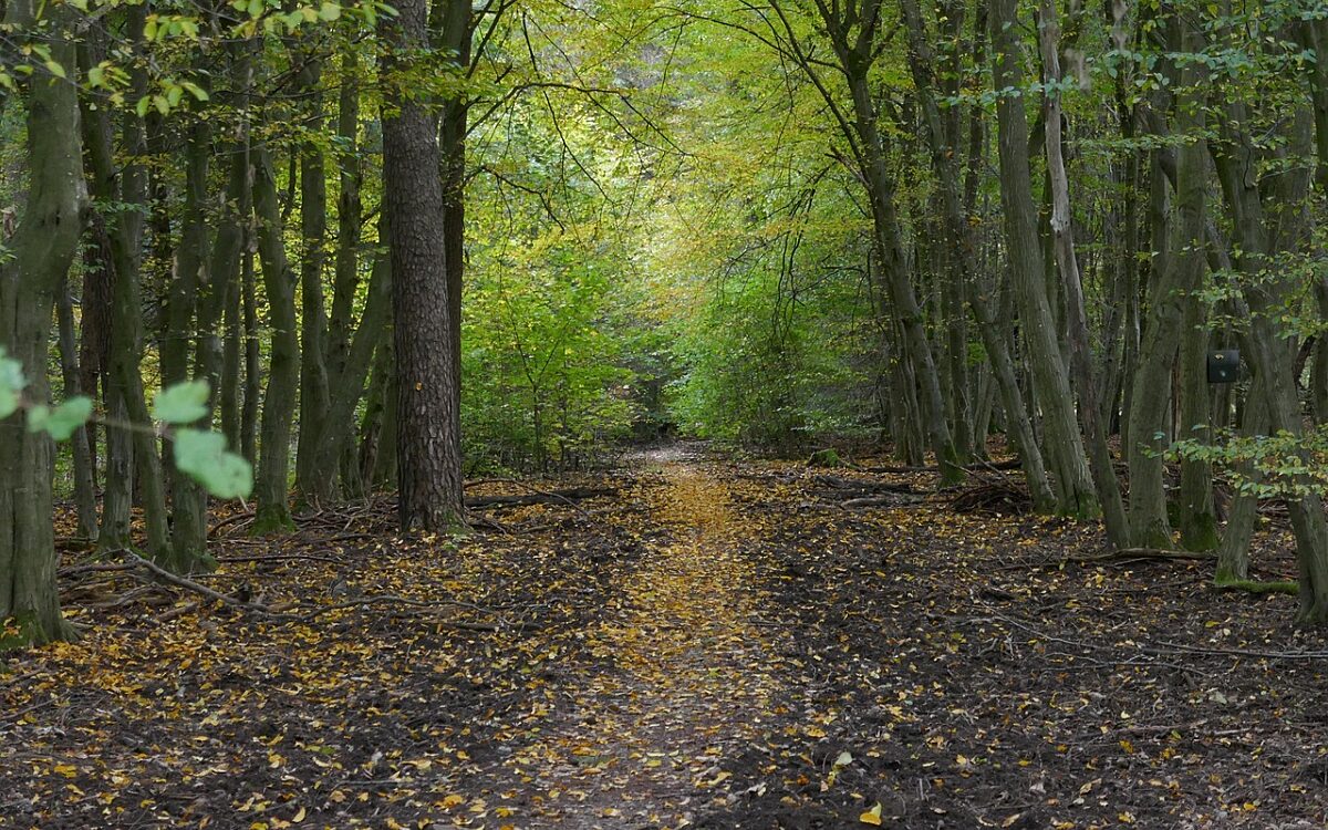 Symbolbild Wald Baeume