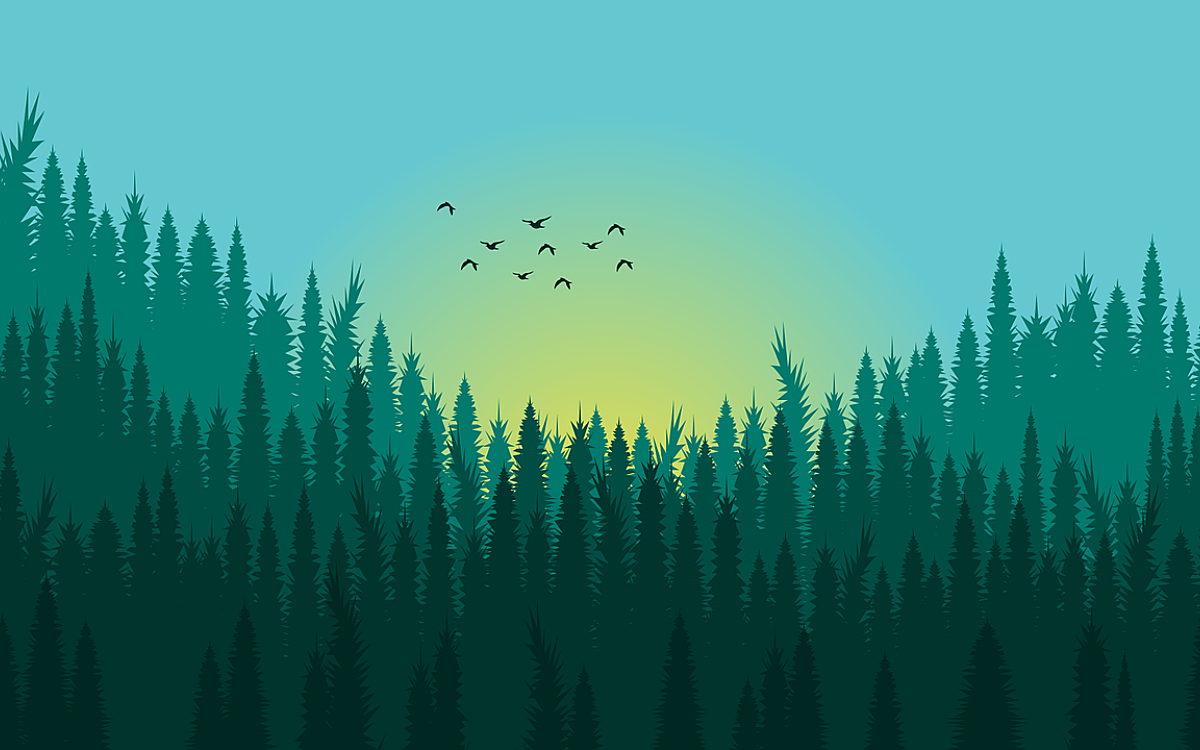 Symbolbild Wald Tannen Baeume Symbolbild Wald Tannen Baeume