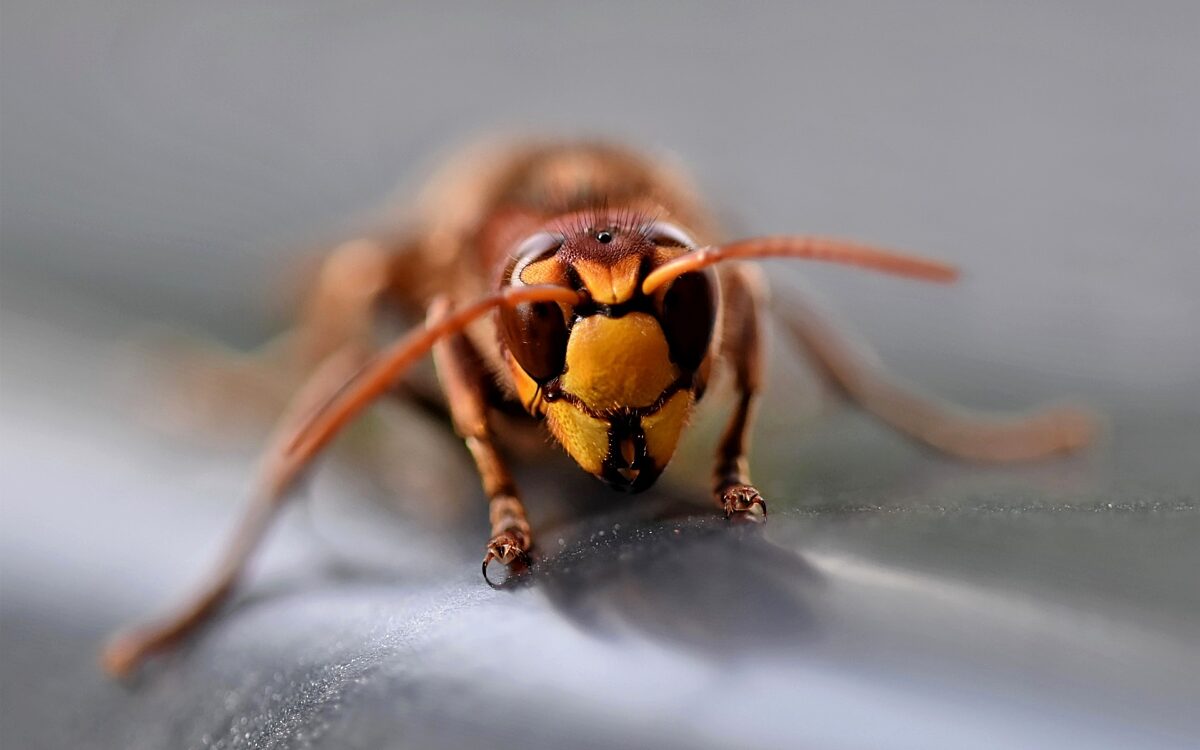 Symbolbild Wespe Symbolbild Wespe