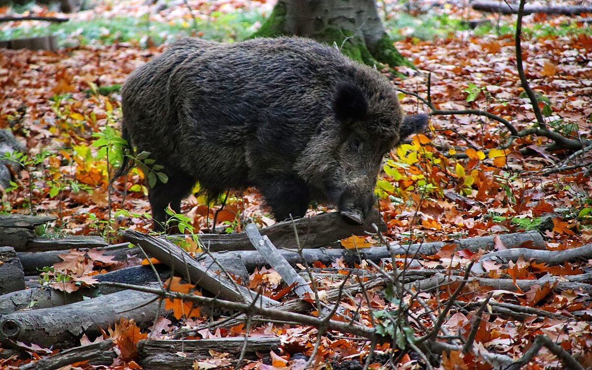 Wild Wildschwein Wildunfall