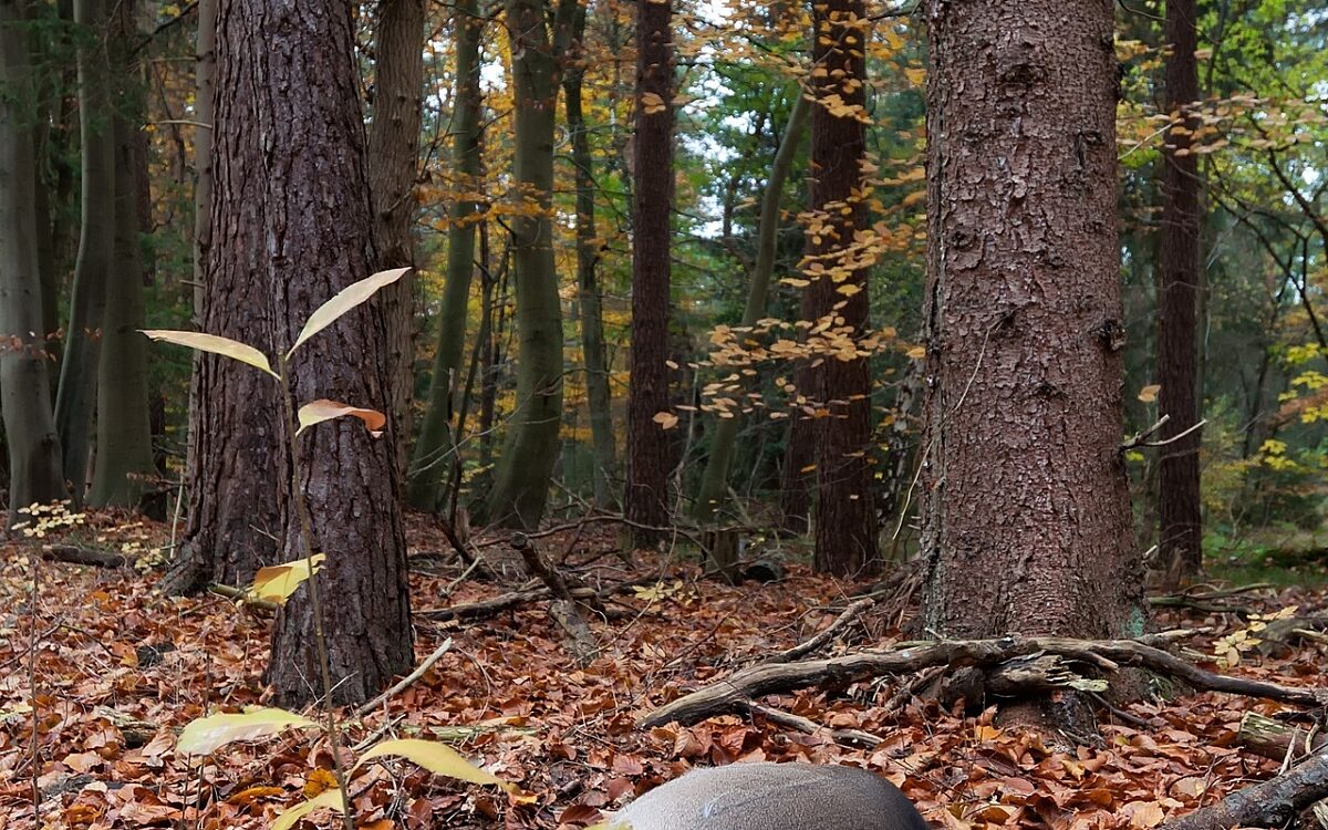 Symbolbild Wildunfall Symbolbild Wildunfall