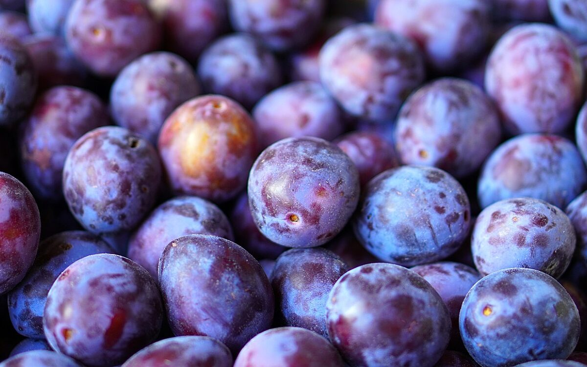 Symbolbild Zwetschgen Pflaumen Symbolbild Zwetschgen Pflaumen