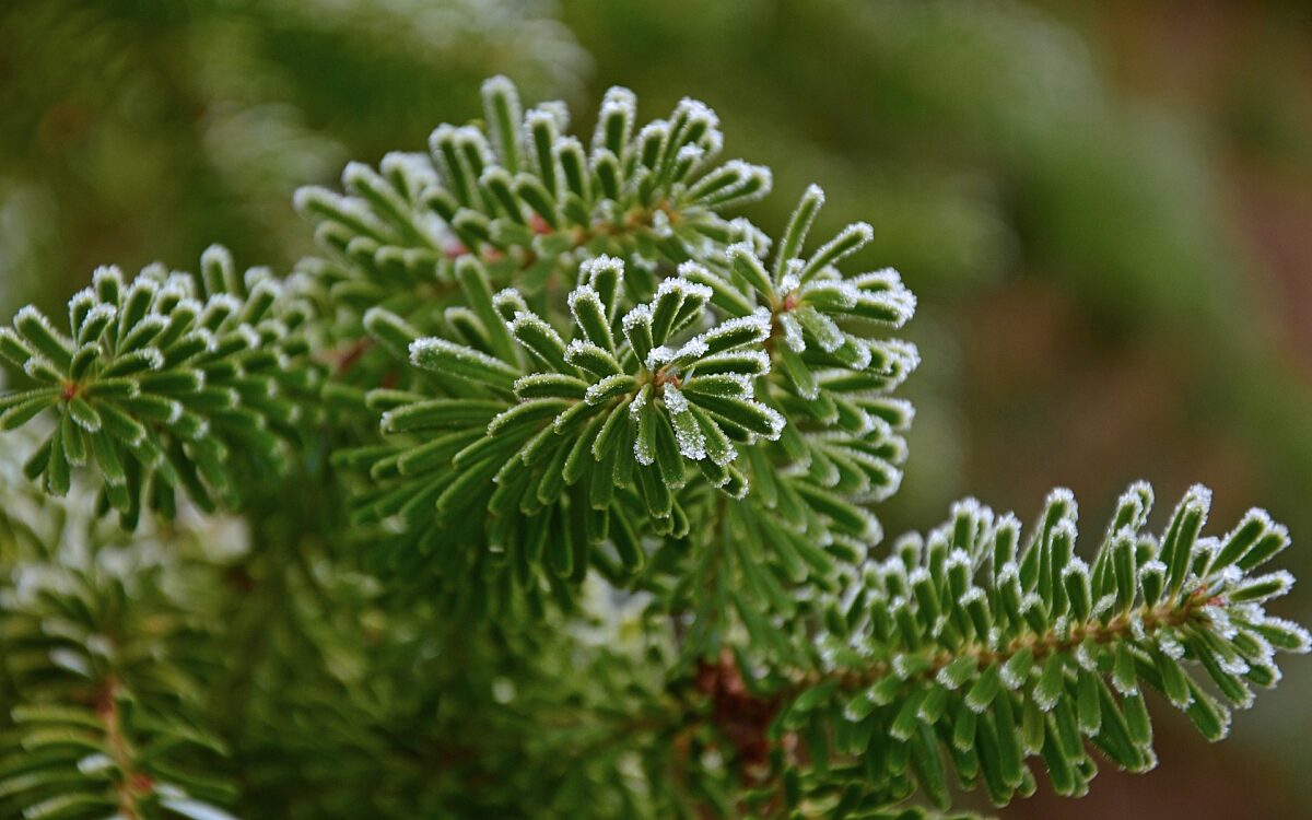 Tannenbaum Tannenbaum