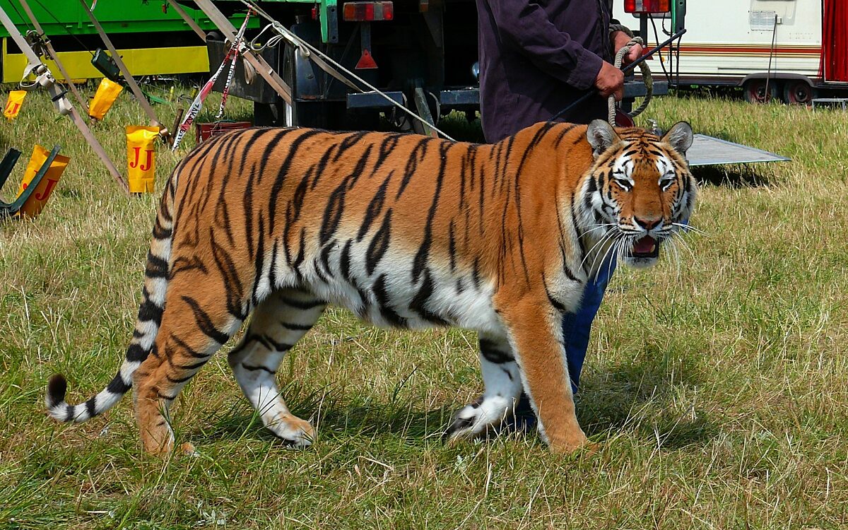Tiger Zirkus Tier Tiger Zirkus Tier
