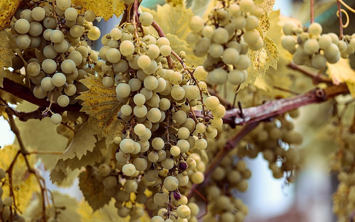 Trauben Weinlese Trauben Weinlese