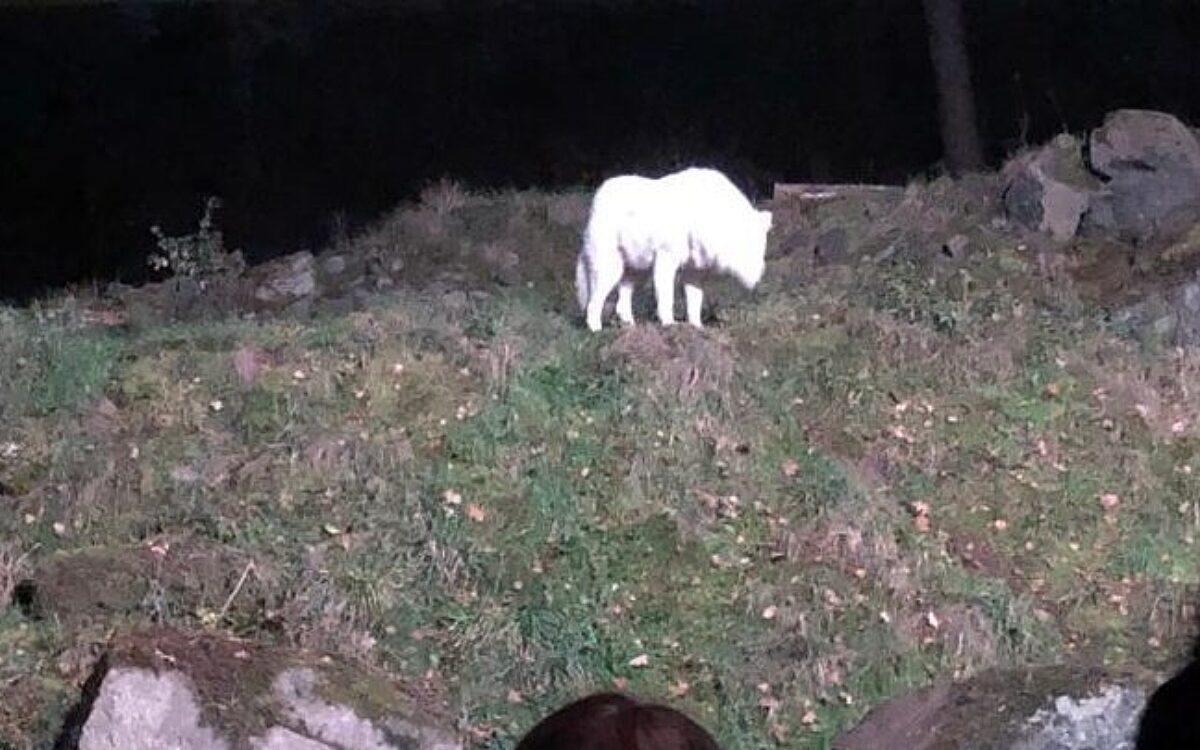 Wolfsheulen1 Wolfsheulen1