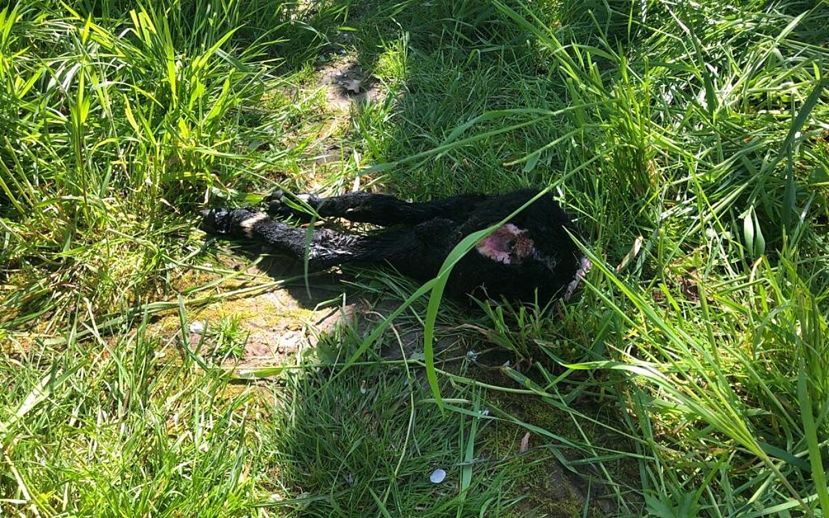 Wolf_Lamm_gerissen Wolf_Lamm_gerissen