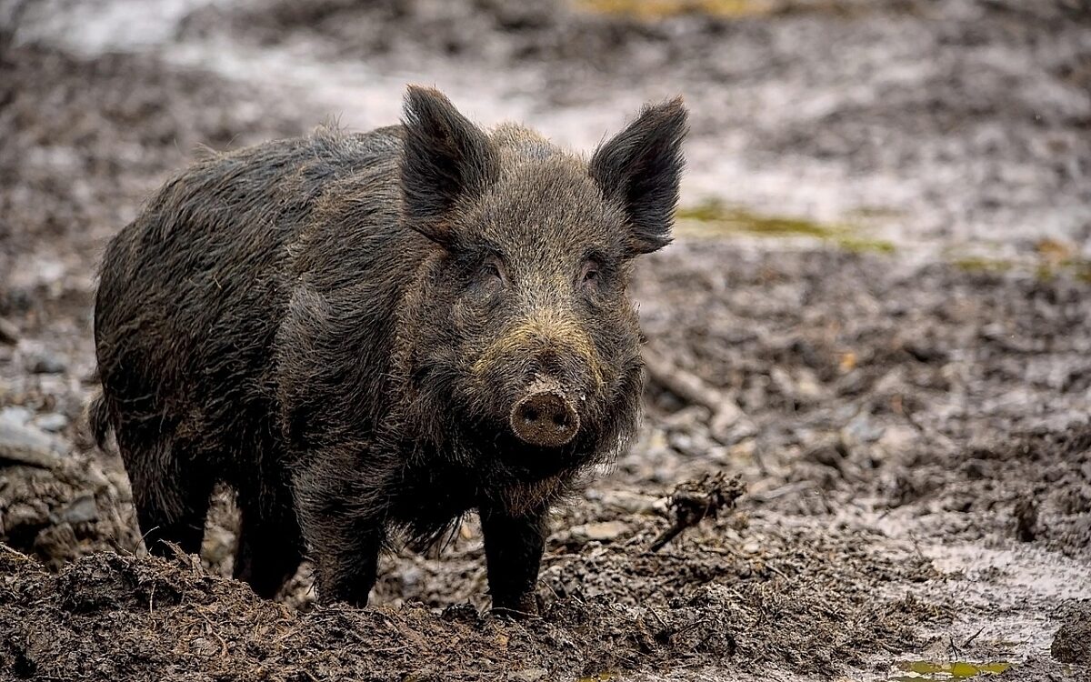 Wildschwein
