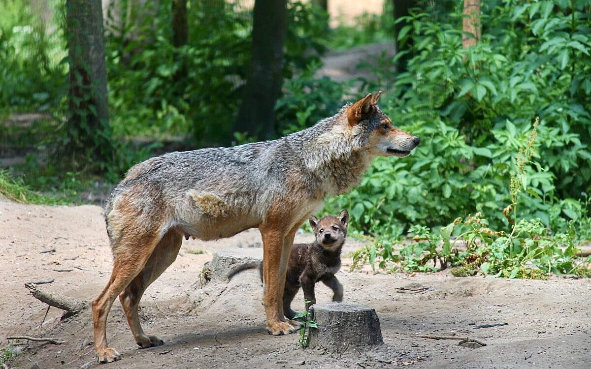 Wolf Nachwuchs Wolf Nachwuchs