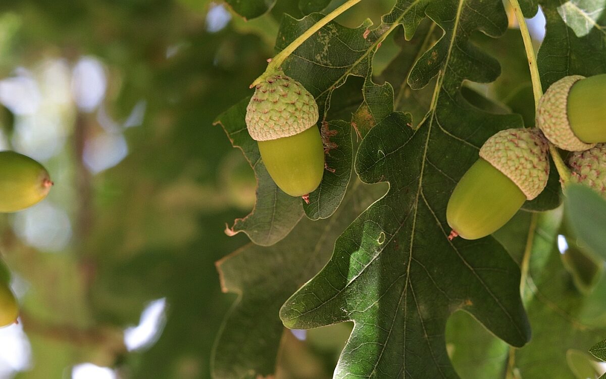 Acorn g0eb2bcd25 1920 Acorn g0eb2bcd25 1920