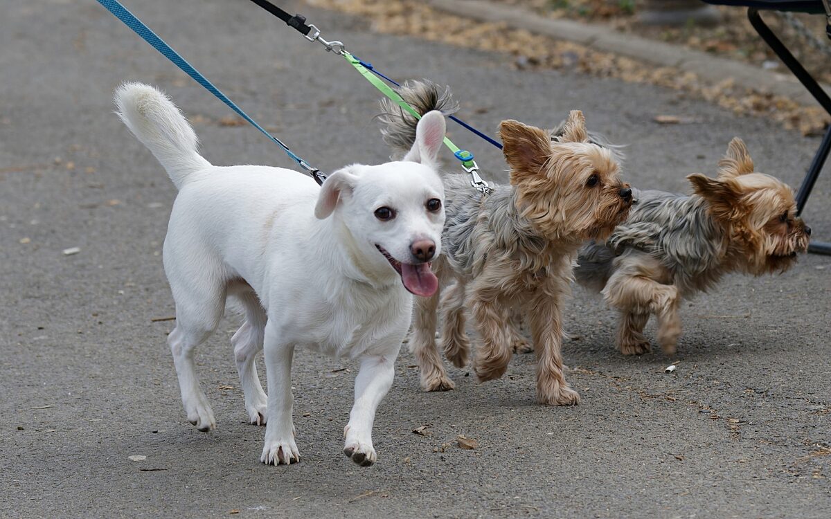 Angeleinter Hunde 230222 Symbolbild Angeleinter Hunde 230222 Symbolbild