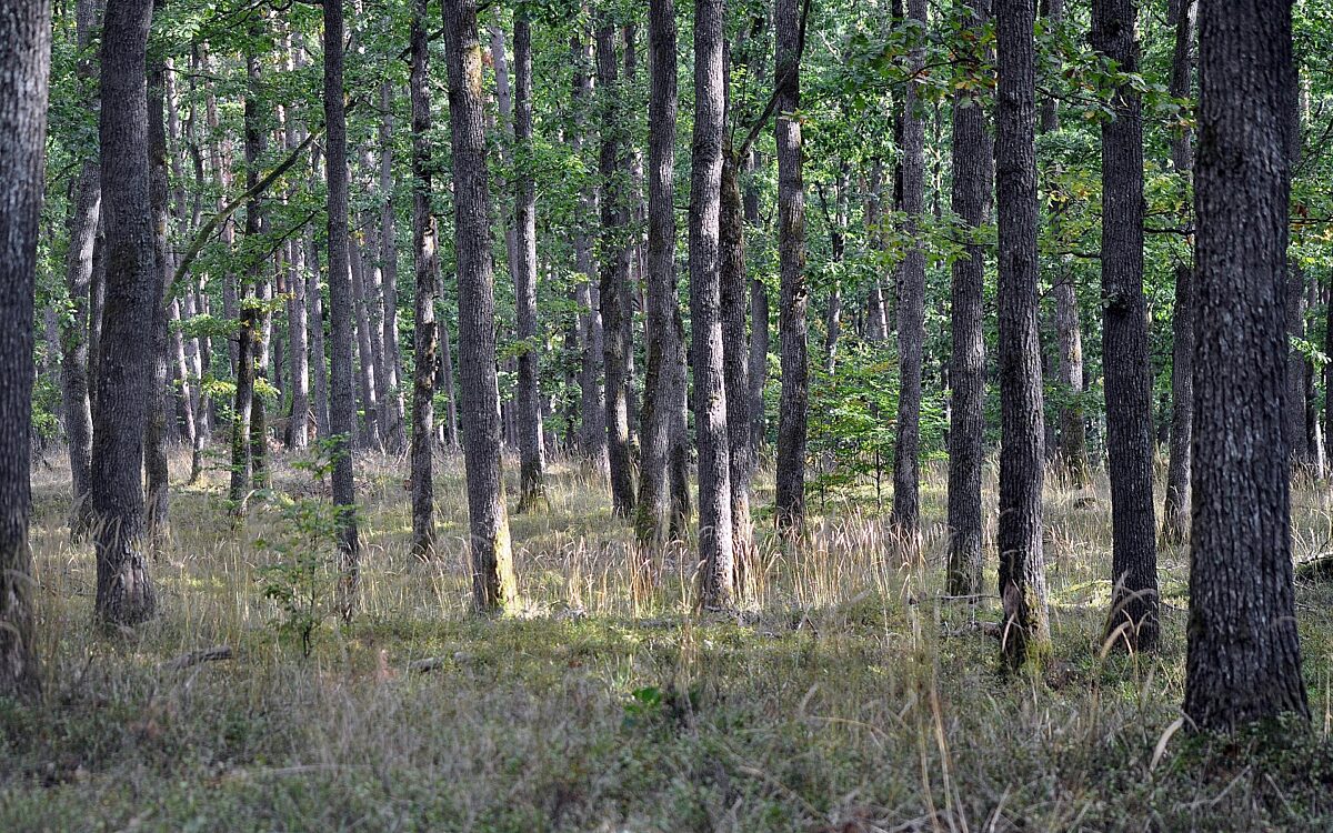 Artellliii72 oak forest 7478990 1920