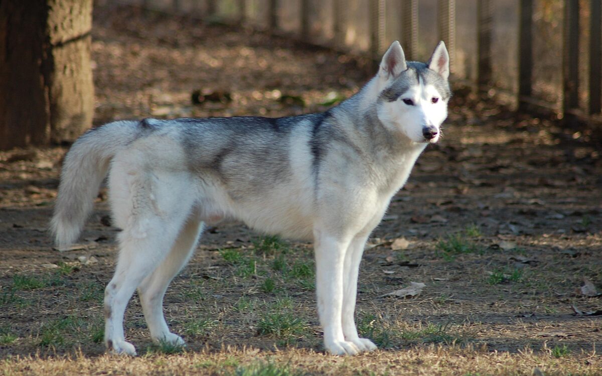 Barbara808 siberian husky 4735881 1920
