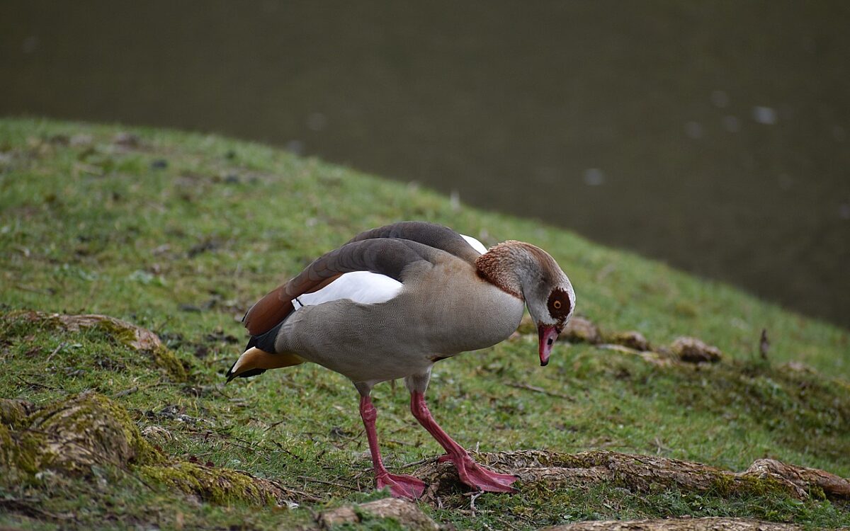 Bird 6143193 1280 Bird 6143193 1280