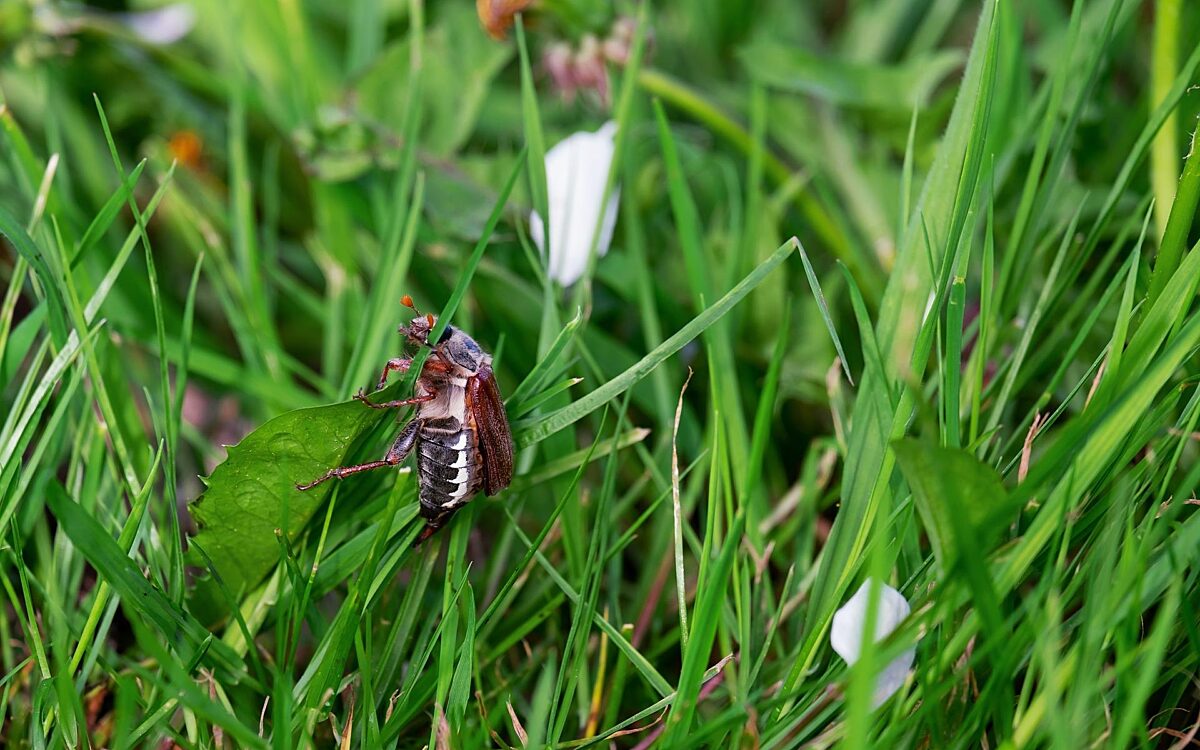 Maikäfer Maikäfer