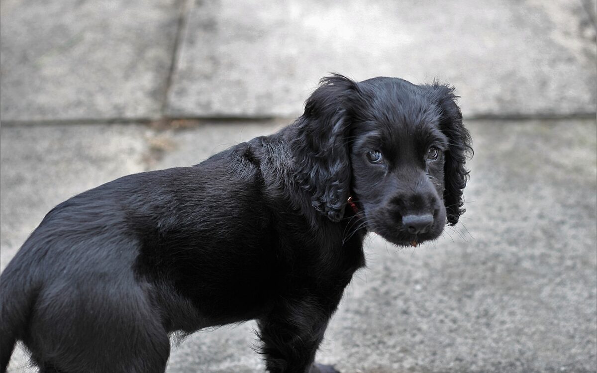 Cocker spaniel Hund Welpe Cocker spaniel Hund Welpe