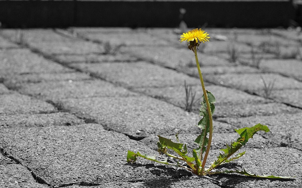 Dandelion 4886946 1280 Dandelion 4886946 1280