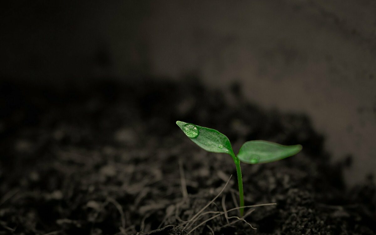 Boden Bodenschutz Pflanze Boden Bodenschutz Pflanze