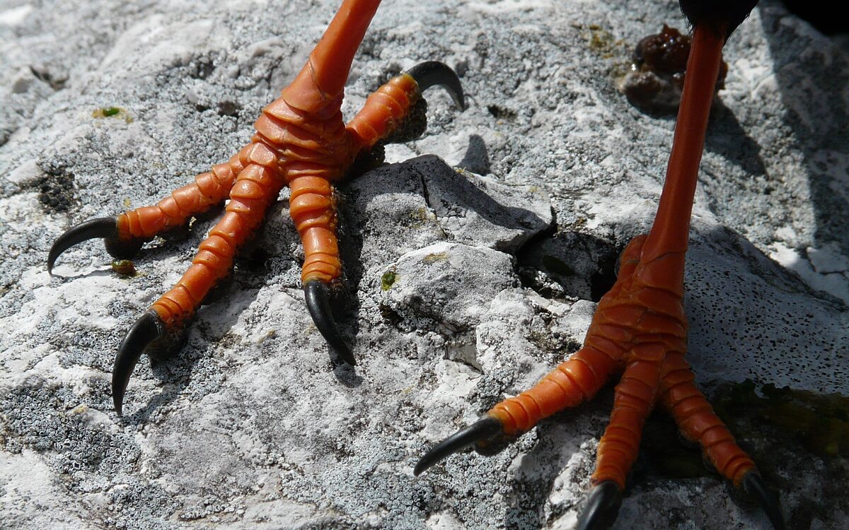 Hans feet 60033 1920