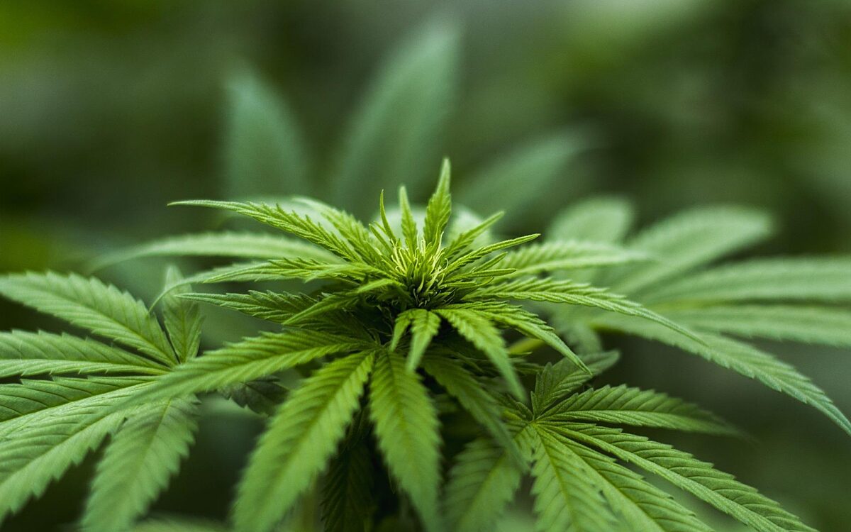 cannabis gras kiffen droge pflanze