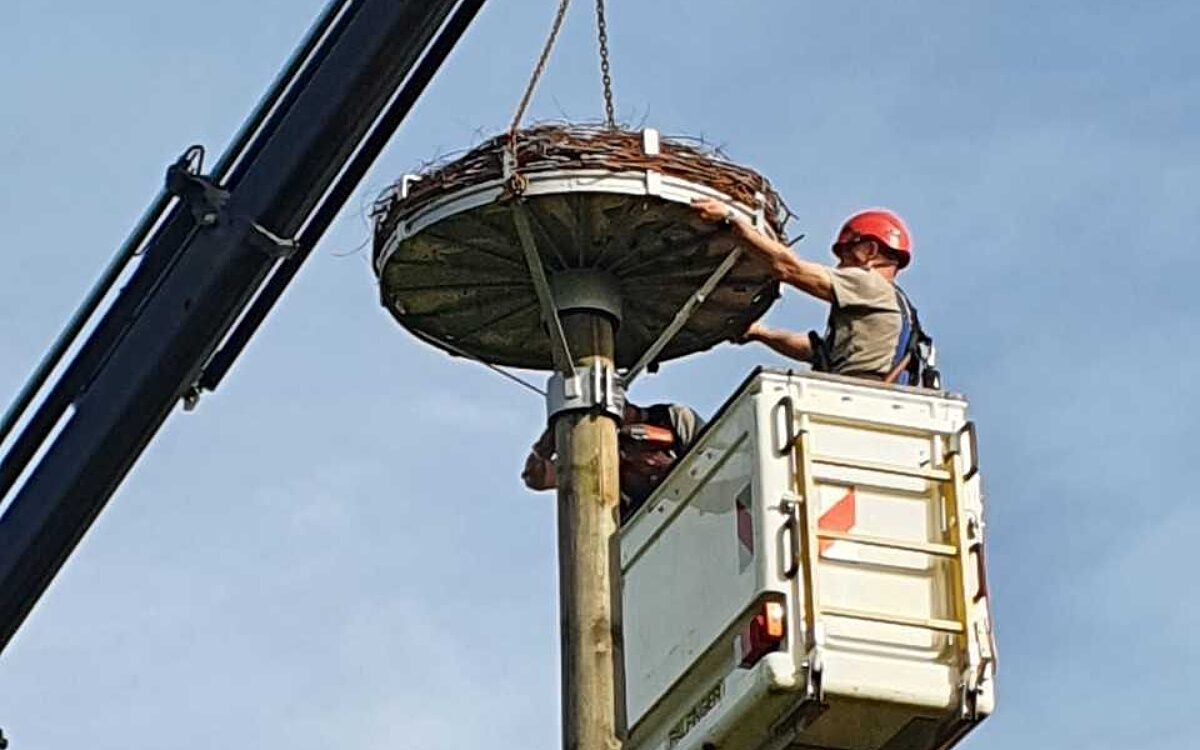 Geiselbach Störche Geiselbach Störche