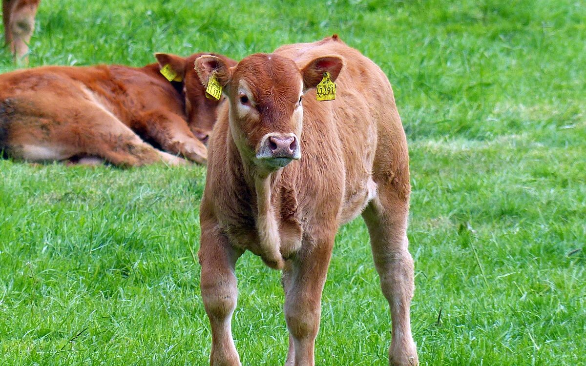 Junges Rind Junges Rind