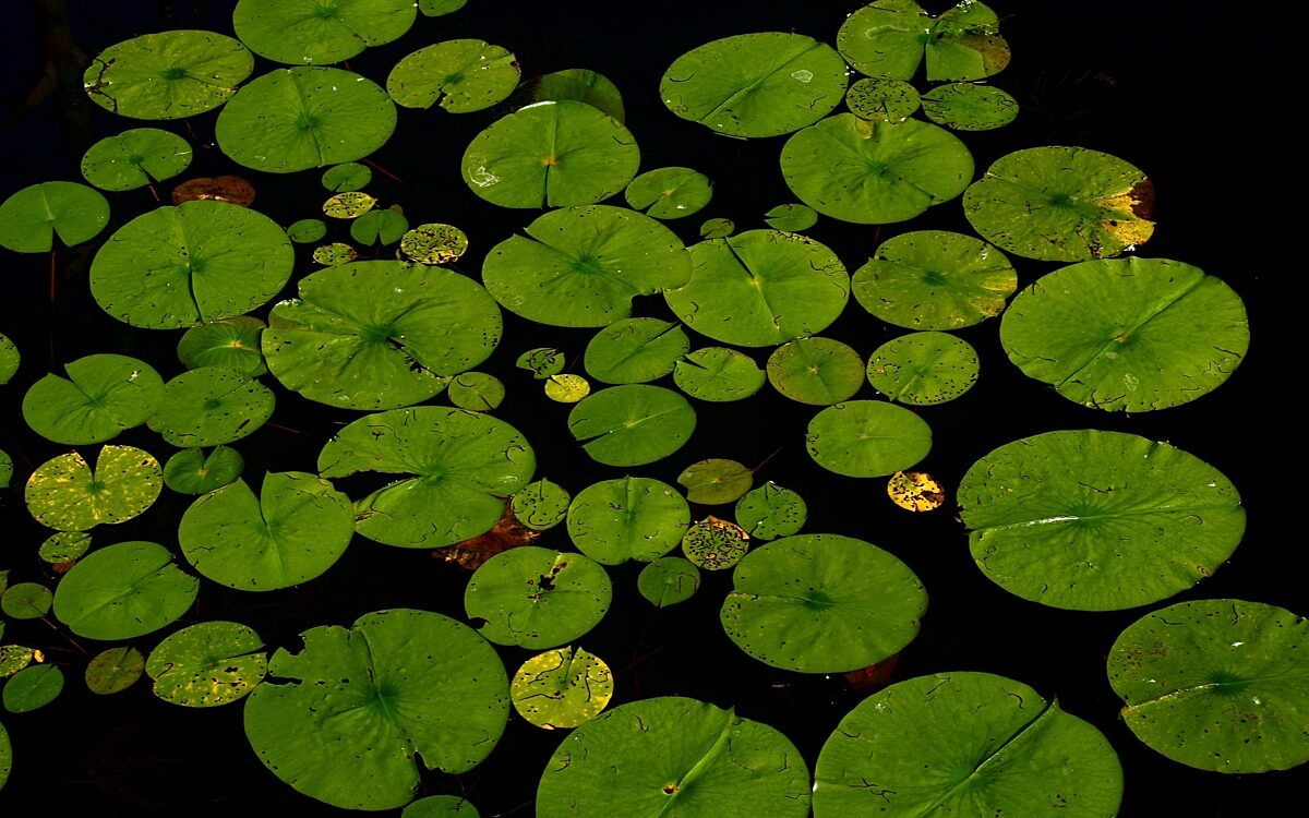 140422 Blätter in Teich 140422 Blätter in Teich
