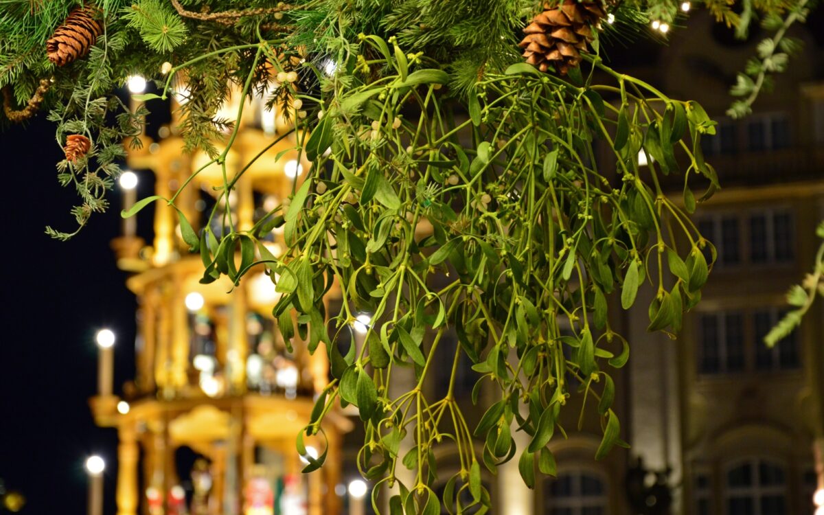 Mistelzweig Mistelzweig