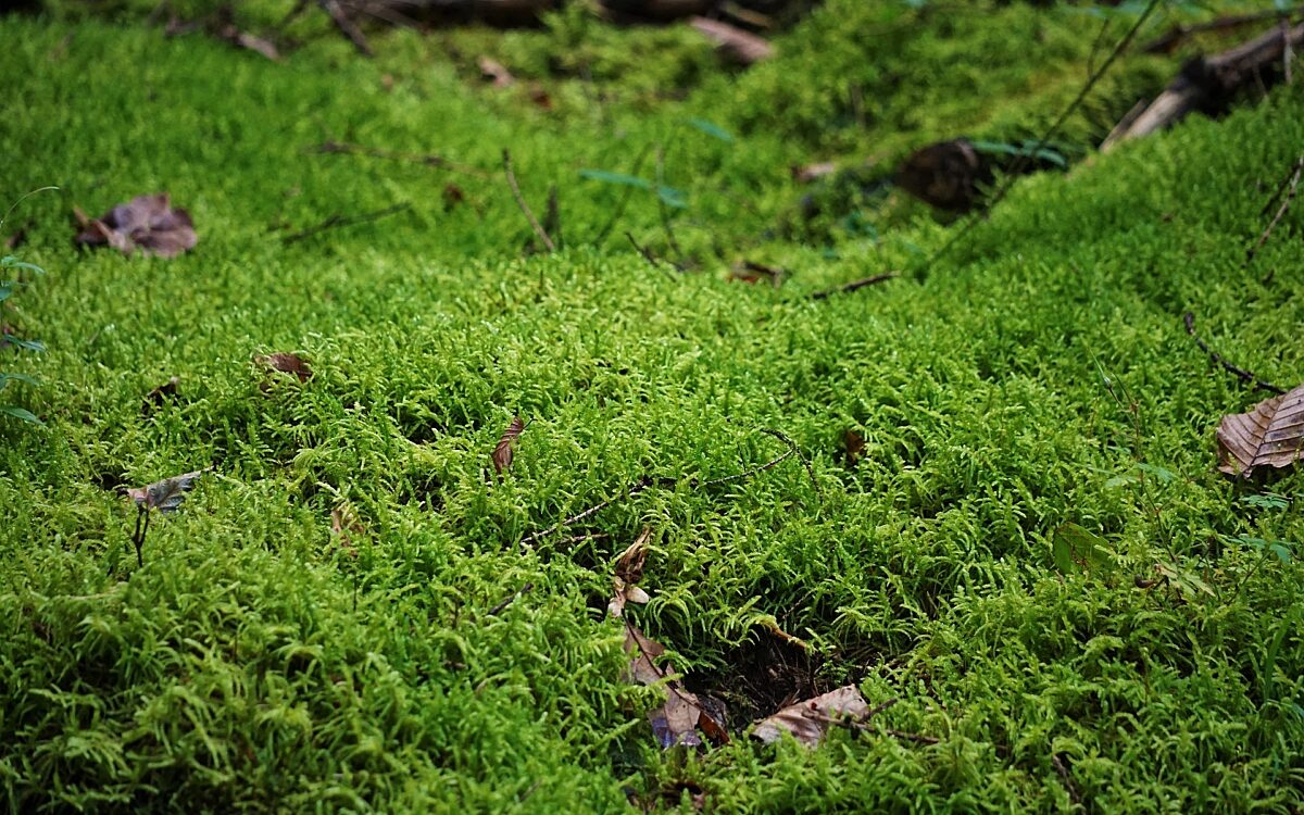 Moss g829d75a1f 1920 Moss g829d75a1f 1920