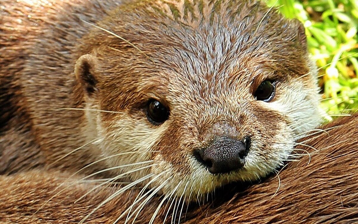 Otter 1438378 1280 Otter 1438378 1280