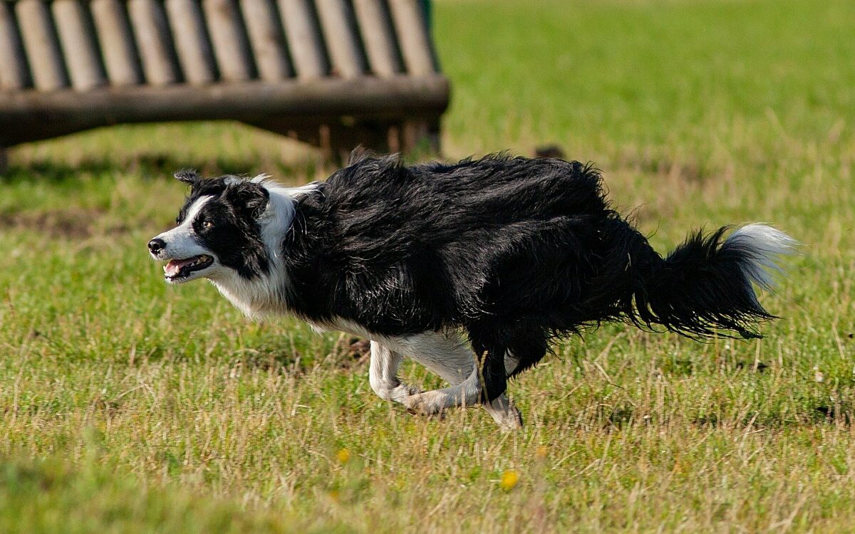 Running dog gcff68bd31 1920 Running dog gcff68bd31 1920