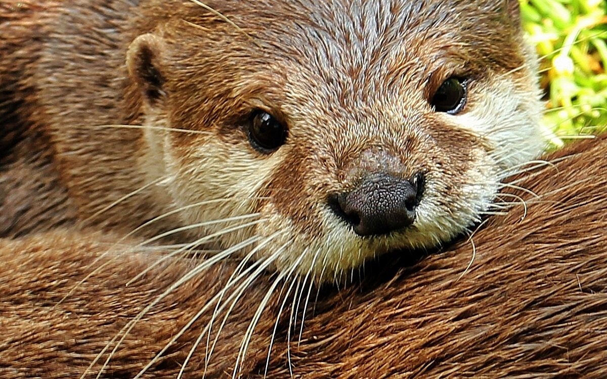 Symbolbild Otterr Symbolbild Otterr